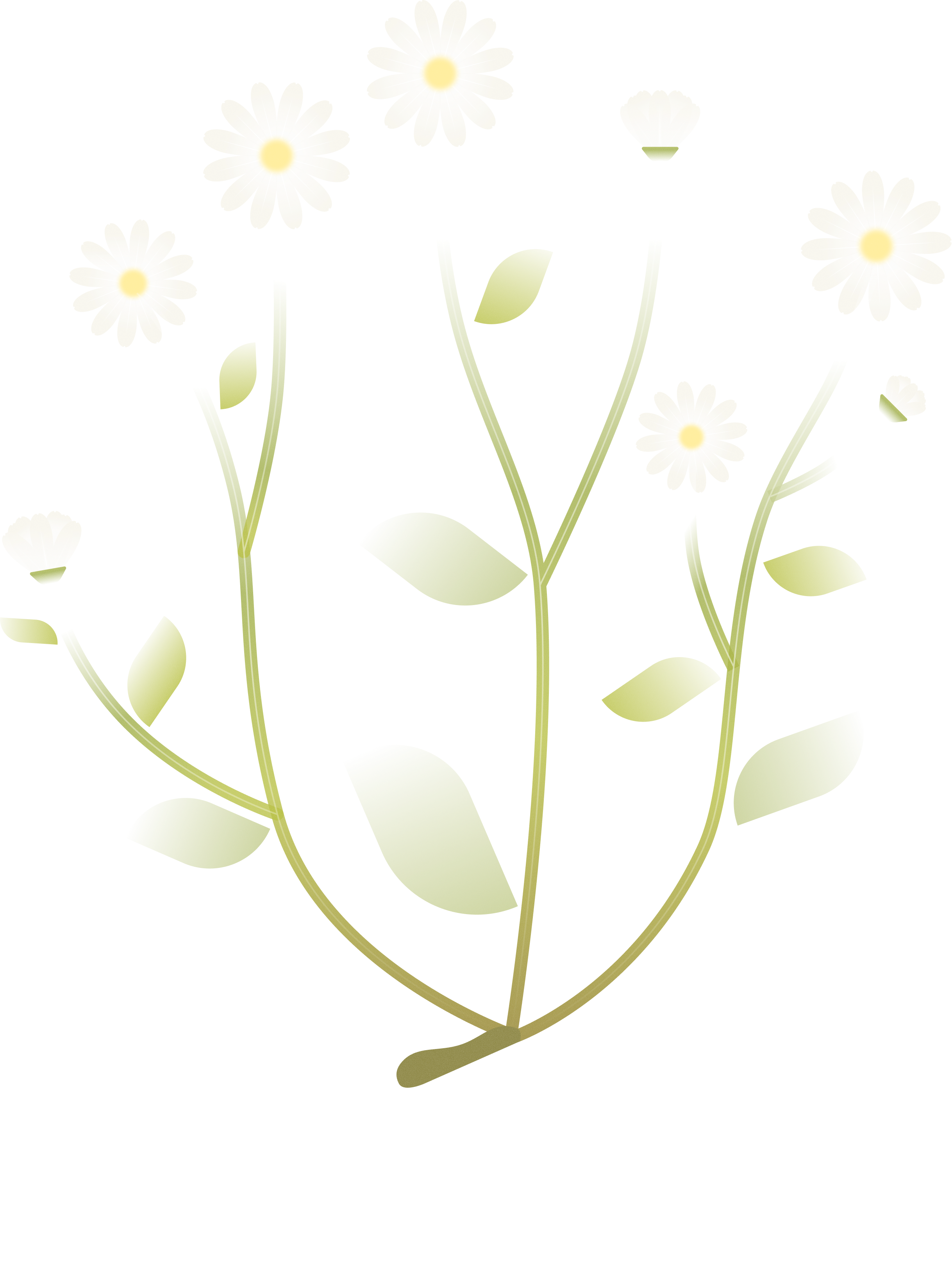 Daisy plant